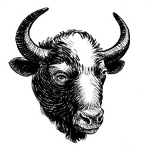 Bison Bull Head. Ink Black And White Drawing