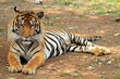 Portrait of young bengal tiger, Closeup head Bengal tiger, Male of Bengal tiger closeup