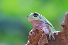 Dumpy Frog "litoria Caerulea" On Green Leaves, Dumpy Frog On Branch, Tree Frog On Branch, Amphibian Closeup