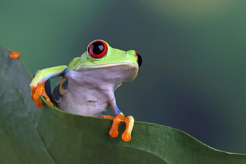 Red-eyed tree frog closeup on leaves, Red-eyed tree frog (Agalychnis callidryas) closeup on branch