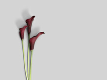 Natural Purple Calla Lily Flowers On Grey Background. Minimal Floral Flat Lay. Aesthetic Beauty Blossoming Flower, Holiday Flowery Card. Fresh Red Blooms Calla Lilies, Top View