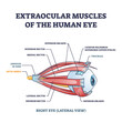 Extraocular muscles of human eye with muscular anatomy outline diagram. Labeled educational structure scheme with trochlea, annulus of zinn or optic nerve location for eye movement vector illustration