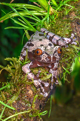 Wall Mural - white-brown masked forest frog sitting on a log