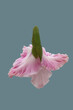 Pink gladiolus flower.