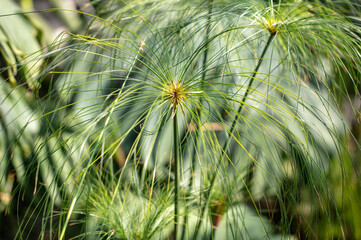 Exotic herbaceous plant in a tropical park.