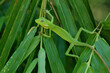 Bunglon camuflage on green leaf