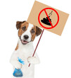 Jack russell terrier puppy holds  plastic bag and sign 