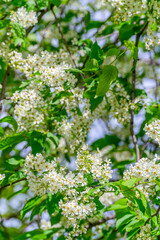 Poster - Spring flowering bird cherry in natural conditions. Natural floral white background.