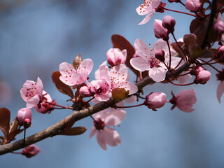 Wall Mural - spring beautiful sakura flowers against the sky