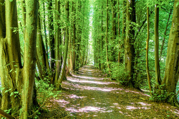 Wall Mural - Frühsommerliche Buchenallee im Kasbachtal/Westerwald