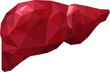 vector polygonal image of the liver