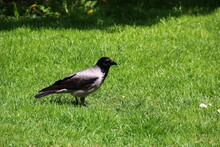 Crow On The Grass