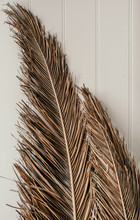 Dried Palm Branches.