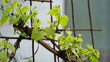 Young inflorescence of grapes on the vine close-up. Grape vine with young leaves and buds blooming on a grape vine in the vineyard. Spring buds sprouting Sprout of Vitis vinifera, grape vine