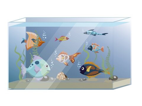 Square aquarium with six colorful fish and seaweed, isolated on white background