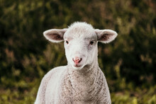 Lamb Looks At The Camera.