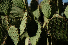 Cactus Plant Close Up.