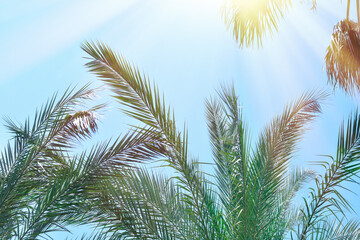  Leaves of palm tree on the blue sky. Copy space