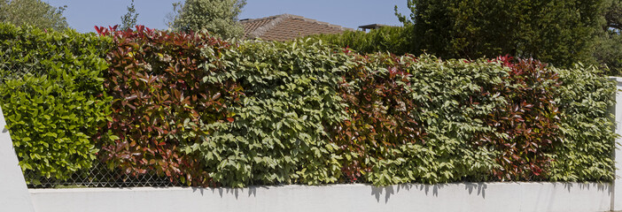 Wall Mural - Haie d'elaeagnus et de photinia	
