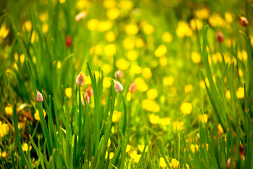 Wall Mural - Spring Meadow Flower Snowdrop as a Symbol of Spring and Heat February and March Spring Holidays toned in pastel colors March 8 Text for text.