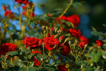 A Big Plant Flower Full Of Red Roses Photographed In The Beautiful Morning Light In The Backyard Garden Of A House. Amazing Floral Photography.