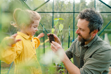 Wall Mural - Father learning his little daughter to care about organic plants in eco greenhouse, sustainable lifestyle.