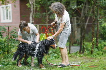 Washing a Great Bernese Mountain Dog with hose in the backyard summer