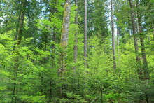 Untouched green forest with conifers and young beech trees in Gorski kotar area, Croatia