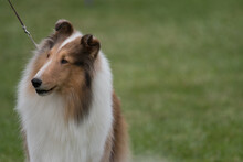 Collie Standing In Dog Show Ring With Green Grass Background