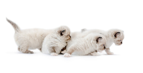 Ragdoll kittens isolated on white background