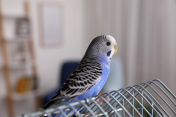 Beautiful light blue parrot on cage indoors. Cute pet