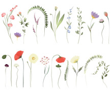 Set Of Watercolor Wildflowers And Greenery, Isolated Illustrations On A White Background