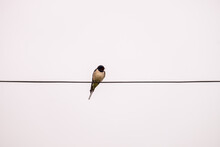 A Alone Swallow Sits On The Wires