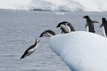 Adelie Penguins Jump From Iceberg In Antarcdtica