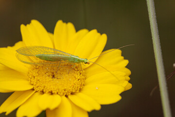 Canvas Print - Green bug on a yellow flower