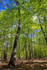 Wall Mural - Green oak forest in spring time