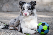 Young Pup With Soccer Ball.
