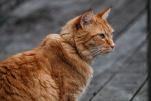 Big Beautiful Ginger Cat