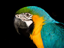 Macaw Bird Against A Black Background
