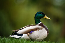 Duck On Grass. One Male Mallard Duck. Wild Duck. Anas Platyrhynchos.