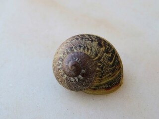 snail shell on a marble stone