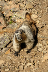 Poster - Marmot Crawls Down Scree