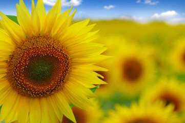 Poster - field of blooming sunflowers