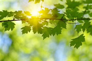 Wall Mural - Green leaves plants on sun in nature