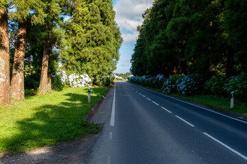 Wall Mural - Empty straight road with trees and hydrangeas flowers on the side of typical road, at São Miguel island, Azores, Portugal