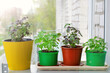 Basil plants in four pots on the window sill on the glazed balcony. Growing aromatic herbs at home. Window farm