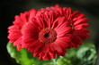 Kwiat - gerber czerwony