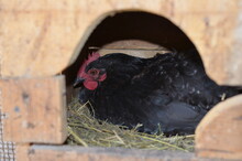 A Mother Hen Sits In A Cage Above The Eggs.the Chicks Will Hatch Soon.