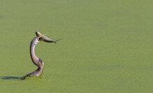 Oriental Darter (Anhinga Melanogaster) Or Snake Bird Catching Big Fish In Water Lake.
