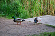 kaczki w jeziorze w Rybniku